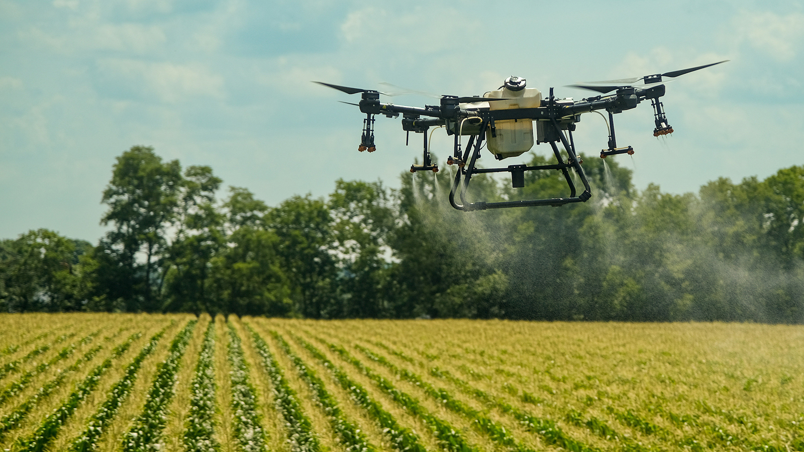 Photo of a drone flying over a corn crop field