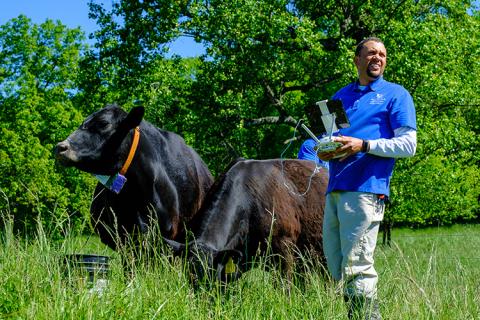 photo of cows and drones